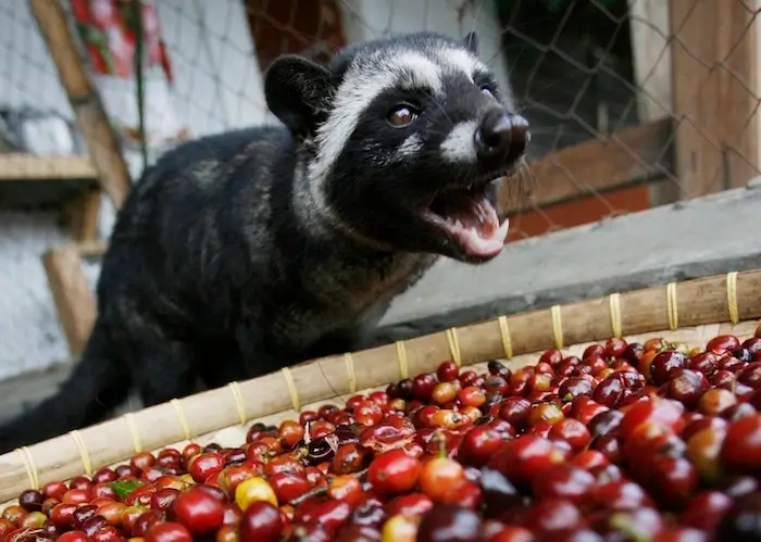 Animal que hace el café más caro del mundo, kopi luwak o café de civeta, animal que come café y lo defeca en su caca y/o excremento