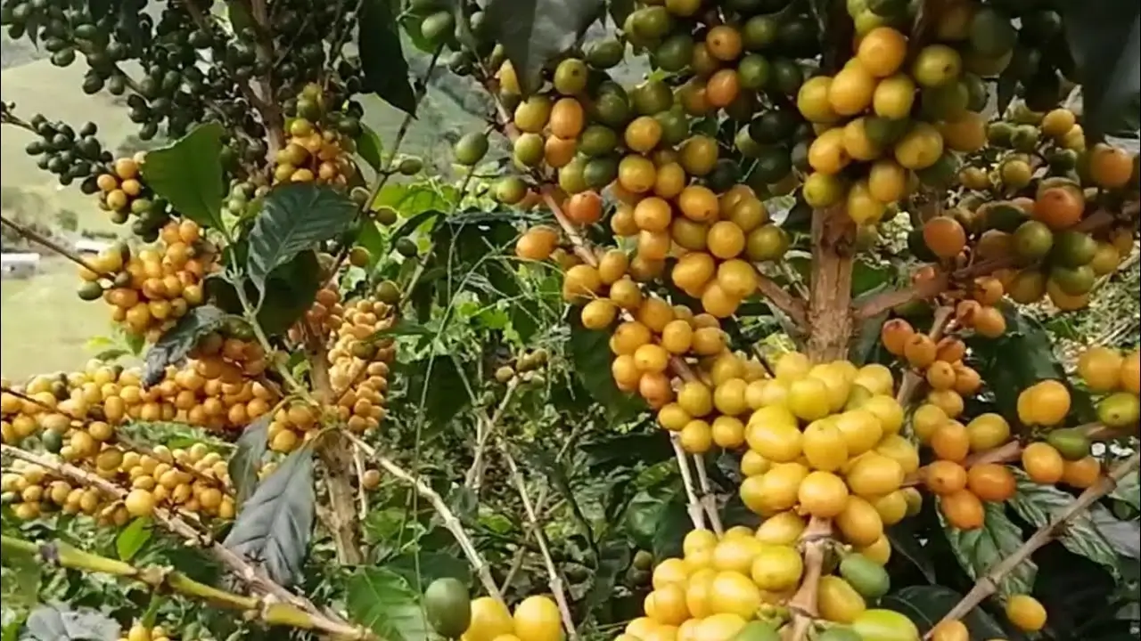 Café caturra amarillo sabor, precio, características, planta y granos, variedad del Arábica, nombre científico, también se cultiva en Colombia