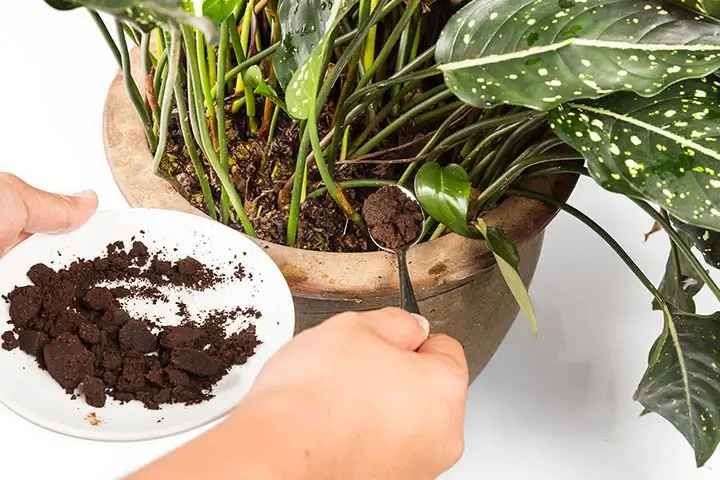 el café vencido se puede consumir, qué hacer con él, café caducado efectos, se puede tomar, cuanto tiempo después del vencimiento se puede usar