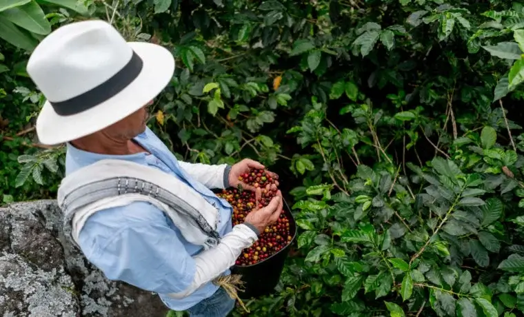 La importancia del café en Colombia es una fuente de ingresos, es el tercer país productor del mundo, el café colombiano se caracteriza por su calidad