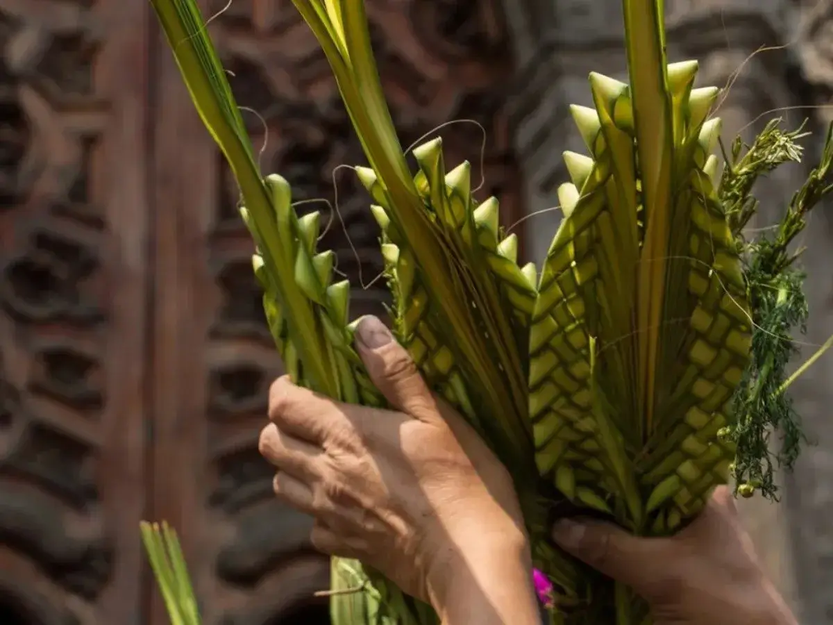 Que planta se usa para el domingo de ramos, donde comprar palmas para pascua, ramo de olivo y palma semana santa, planta y la hoja de palma para tejer